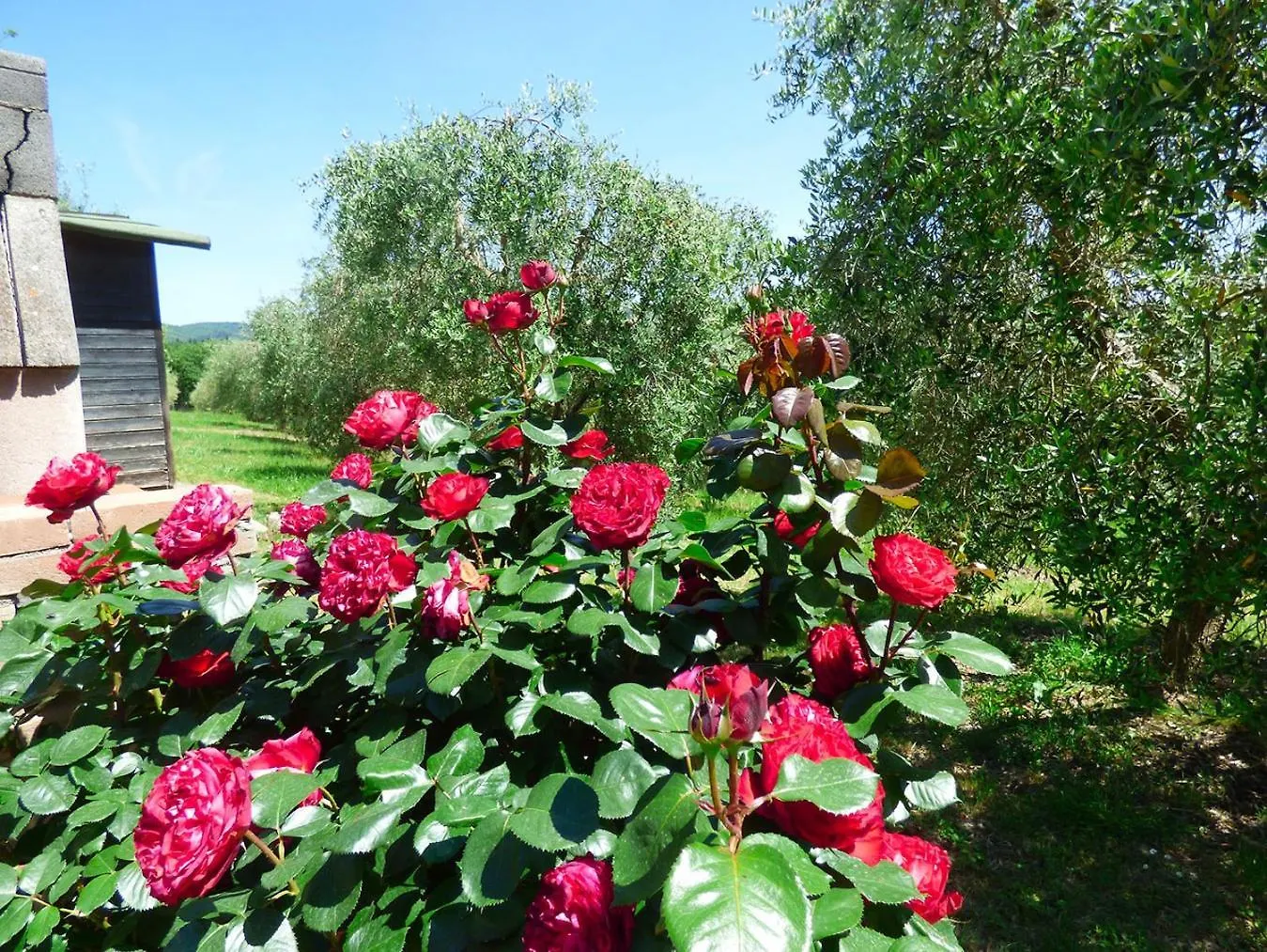 Vakantieboerderij Casalgallo Quercegrossa